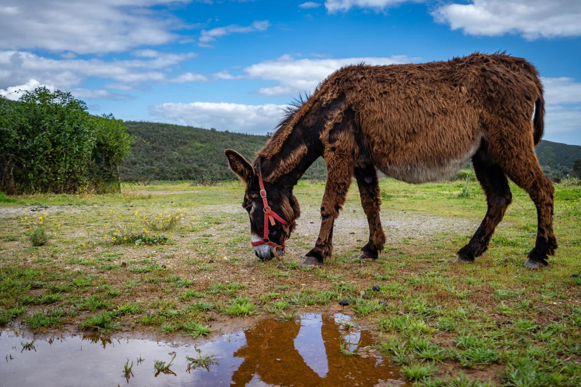 Burro Ville By Host Wise Portimão Eksteriør bilde