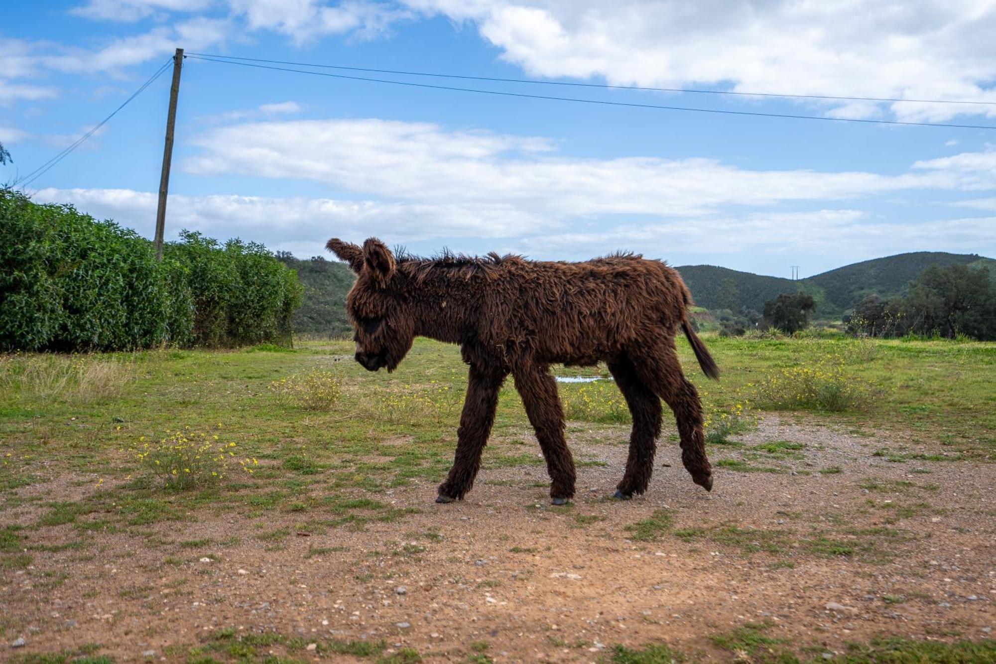 Burro Ville By Host Wise Portimão Eksteriør bilde