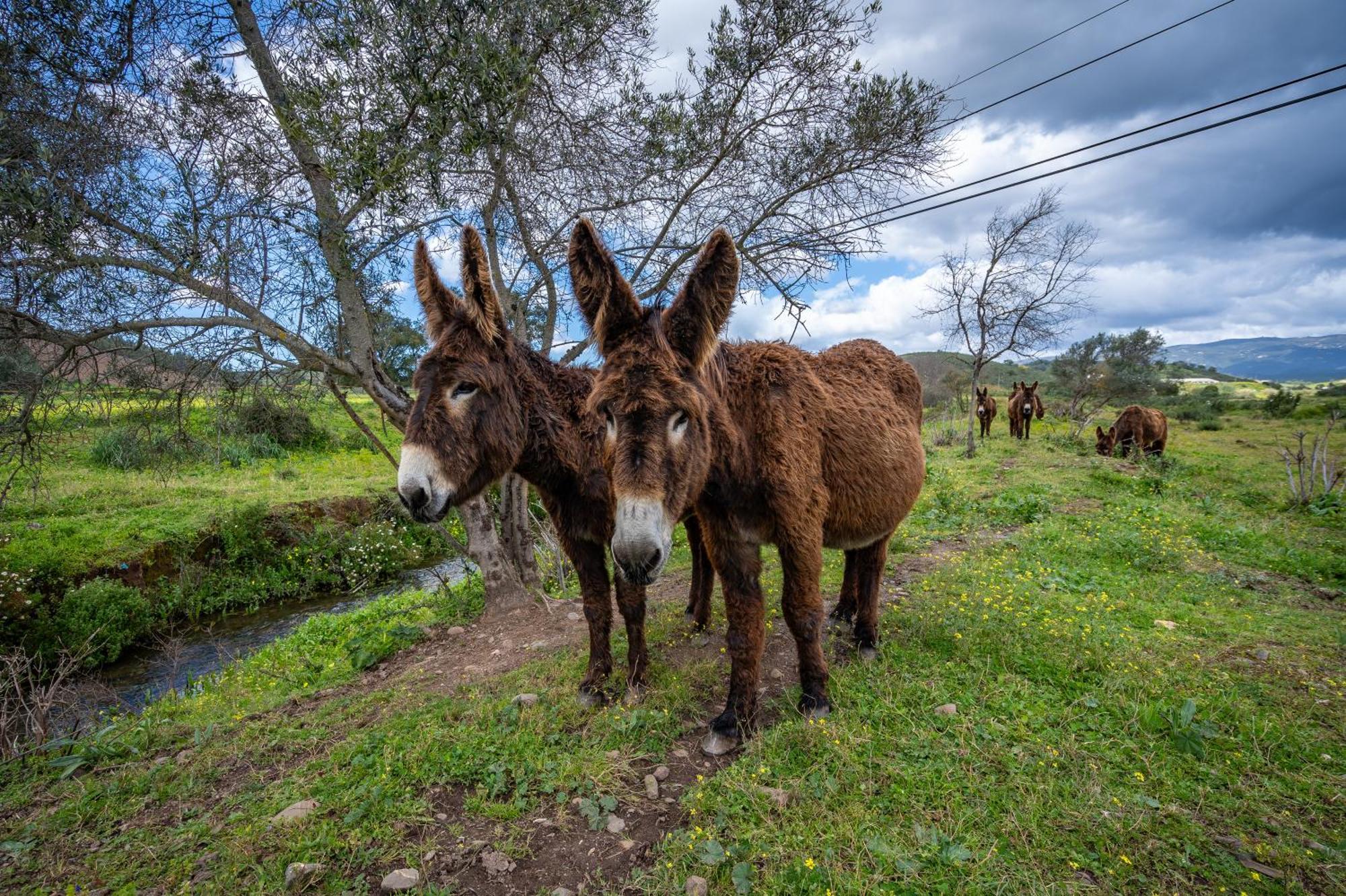 Burro Ville By Host Wise Portimão Eksteriør bilde