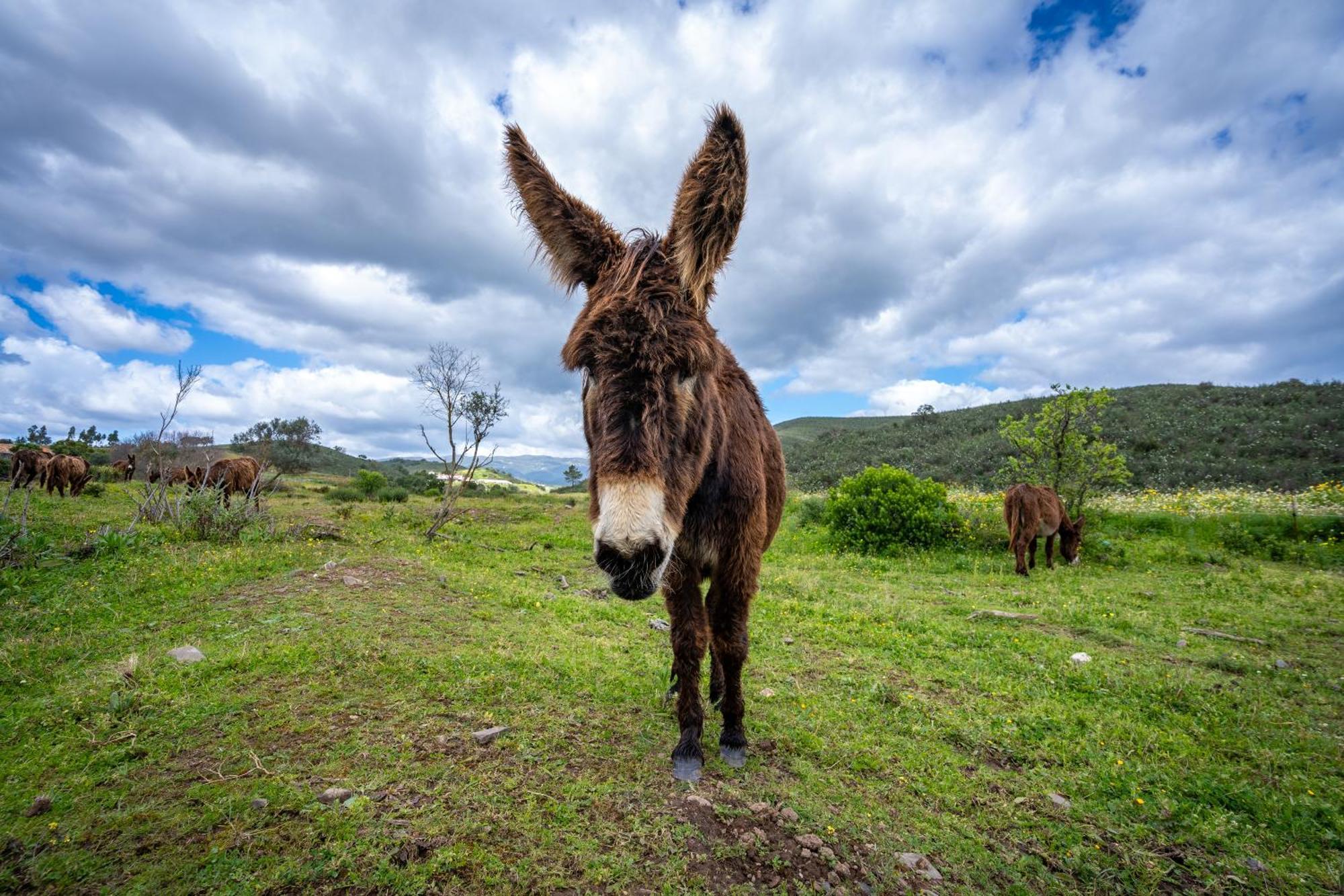 Burro Ville By Host Wise Portimão Eksteriør bilde