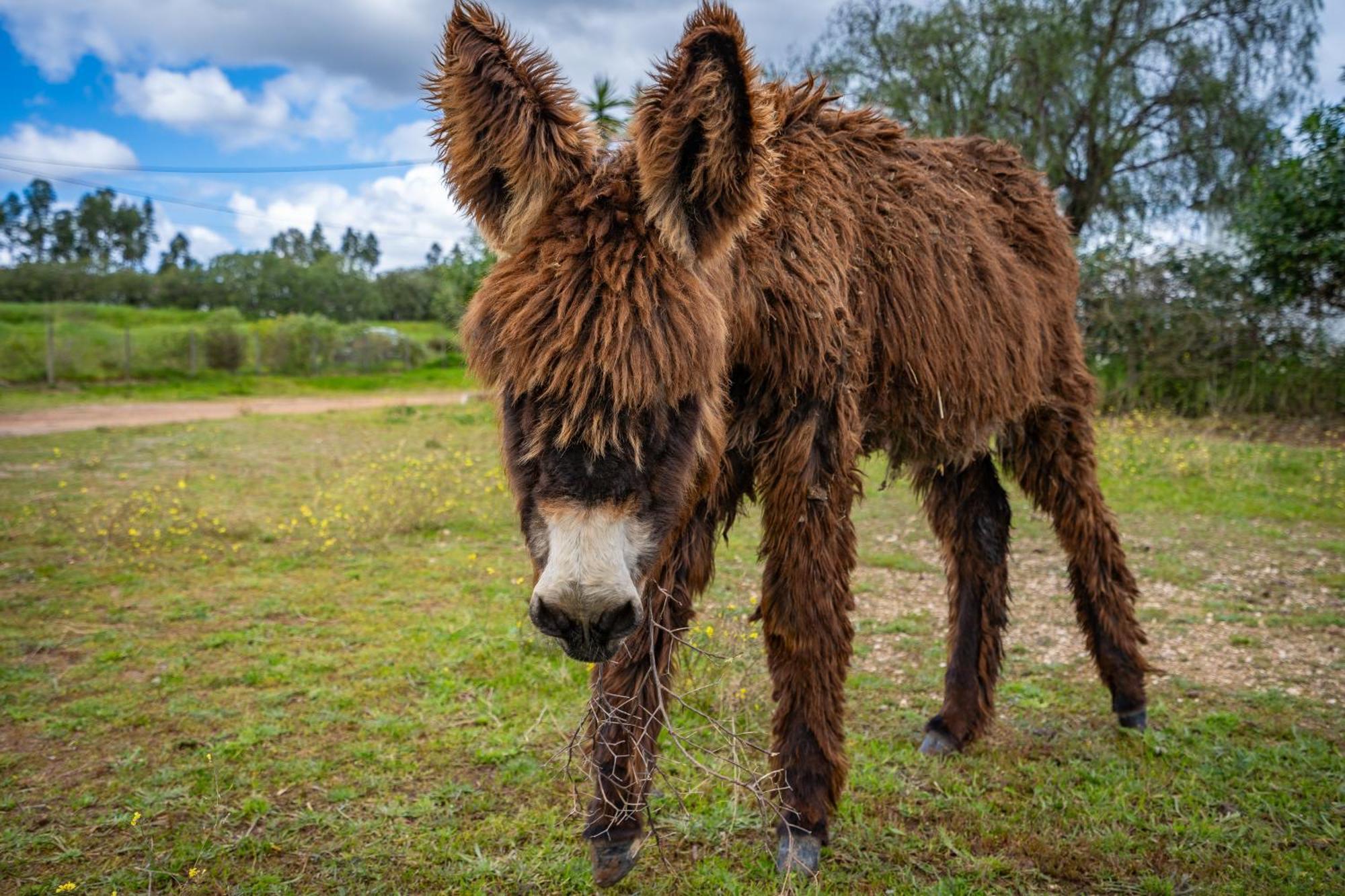 Burro Ville By Host Wise Portimão Eksteriør bilde