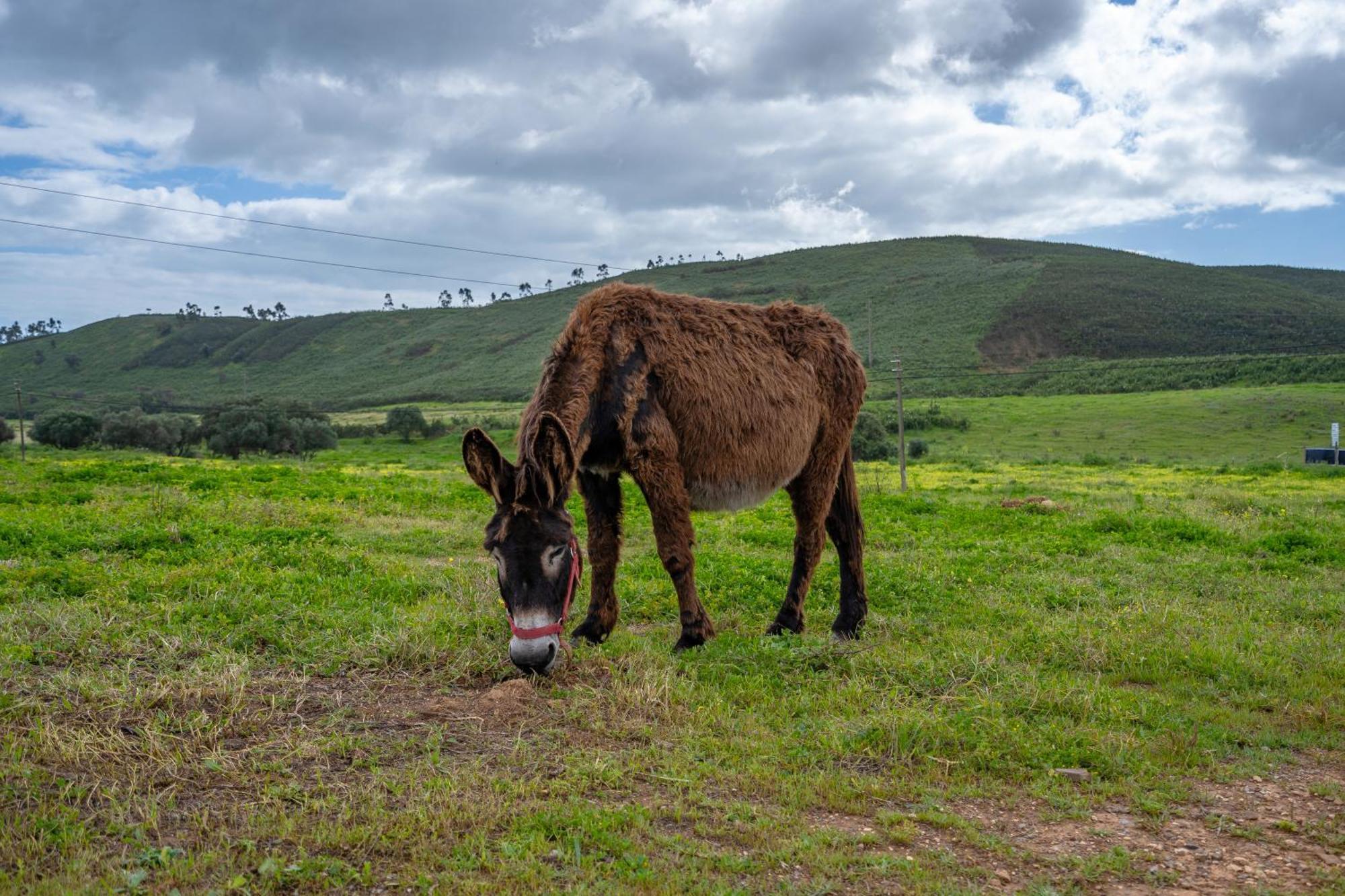 Burro Ville By Host Wise Portimão Eksteriør bilde