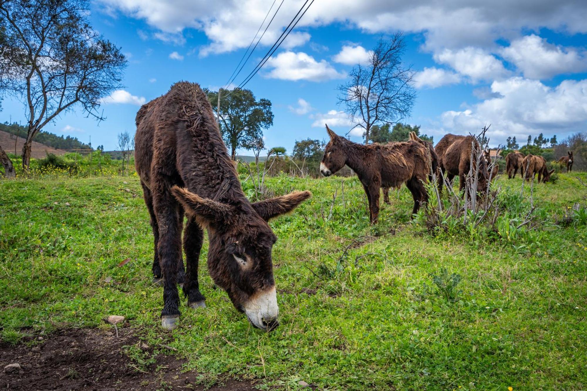 Burro Ville By Host Wise Portimão Eksteriør bilde