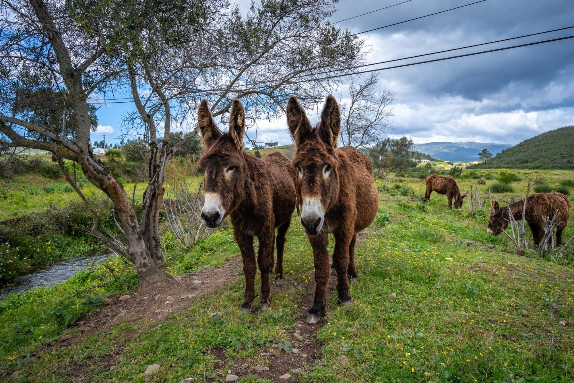 Burro Ville By Host Wise Portimão Eksteriør bilde