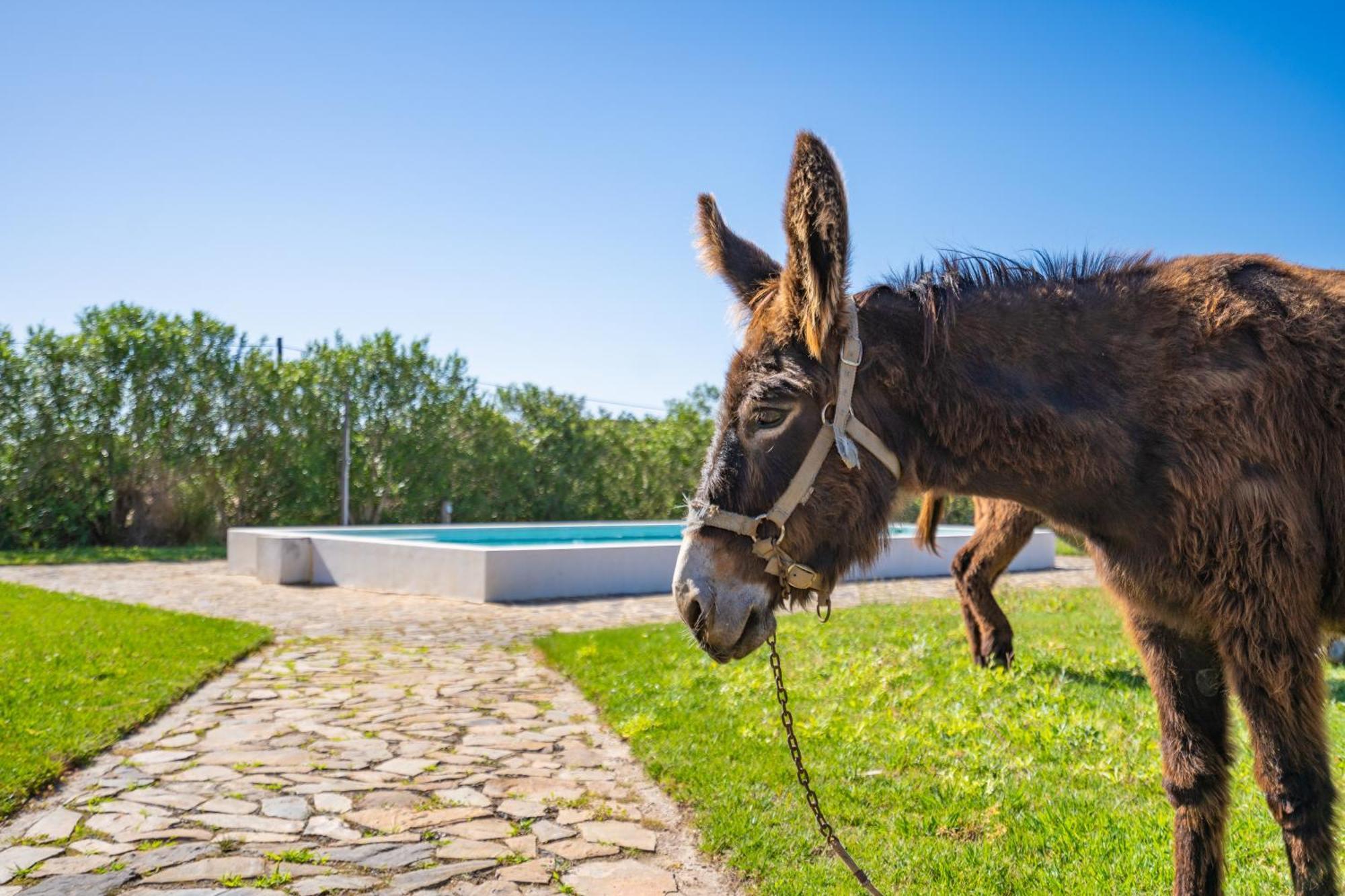 Burro Ville By Host Wise Portimão Eksteriør bilde